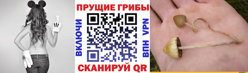 Галлюциногенные грибы GOLDEN TEACHER  Купить закладки  Строитель 